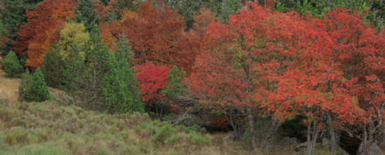 France, Gard(30) Cévennes, massif du Mont Lozère, les Sorbiers ont rougis avec l'automne  / France,