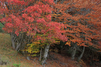 France, Gard(30) Cévennes, massif du Mont Lozère, les Sorbiers ont rougis avec l'automne  / France,