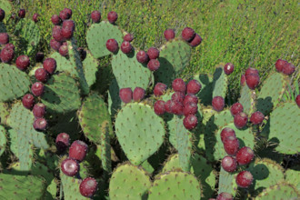 France, Gard(30) figuiers de Barbarie avec fruits /France, Gard prickly pear cacti with fruit /
