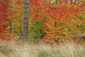 France, Lozère(48) Cévennes, forêt, hêtraie en automne, massif du Mont Lozère / France, Lozère