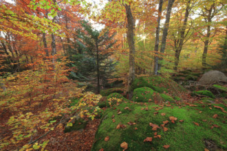 France, Lozère(48) Cévennes, forêt, hêtraie en automne, massif du Mont Lozère / France, Lozère