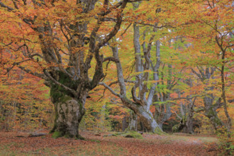 France, Lozère(48) Cévennes, forêt, hêtraie en automne, massif du Mont Lozère / France, Lozère