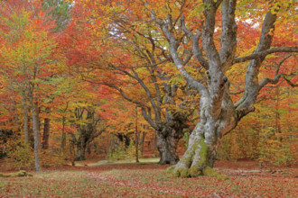 France, Lozère(48) Cévennes, forêt, hêtraie en automne, massif du Mont Lozère / France, Lozère