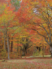 France, Lozère(48) Cévennes, forêt, hêtraie en automne, massif du Mont Lozère / France, Lozère