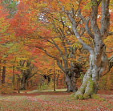 France, Lozère(48) Cévennes, forêt, hêtraie en automne, massif du Mont Lozère / France, Lozère