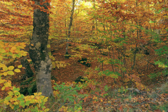 France, Lozère(48) Cévennes, forêt, hêtraie en automne, massif du Mont Lozère / France, Lozère