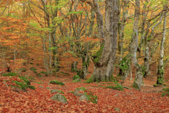 France, Lozère(48) Cévennes, forêt, hêtraie en automne, massif du Mont Lozère / France, Lozère