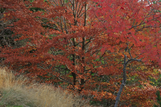 France, Gard(30) Cévennes, massif du Mont Lozère, les Sorbiers ont rougis avec l'automne  / France,