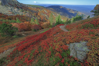 France, Gard(30) Cévennes, le mont Lozère; rocher de l'Aigle et végétation de myrtille, paysage en
