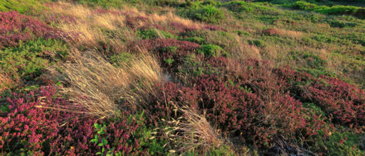 France, Manche (50) Jobourg, littoral maritime fleuri ,  de la Hague proche du Nez-de-Jobourg /