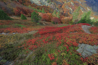 France, Gard(30) Cévennes, le mont Lozère; rocher de l'Aigle et végétation de myrtille, paysage en