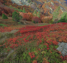 France, Gard(30) Cévennes, le mont Lozère; rocher de l'Aigle et végétation de myrtille, paysage en