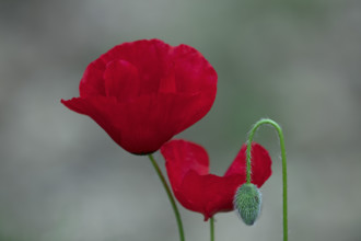 France, coquelicots, la fleur photographiée en gros plan avec fond flou / France, poppies, the