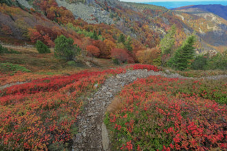 France, Gard(30) Cévennes, le mont Lozère; rocher de l'Aigle et végétation de myrtille, paysage en