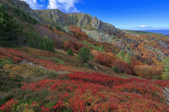 France, Gard(30) Cévennes, le mont Lozère; rocher de l'Aigle et végétation de myrtille, paysage en