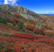 France, Gard(30) Cévennes, le mont Lozère; rocher de l'Aigle et végétation de myrtille, paysage en