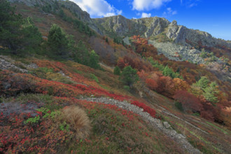 France, Gard(30) Cévennes, le mont Lozère; rocher de l'Aigle et végétation de myrtille, paysage en