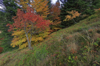 France, Gard(30) Cévennes, massif du Mont Lozère, les Sorbiers ont rougis avec l'automne  / France,