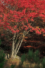 France, Gard(30) Cévennes, massif du Mont Lozère, les Sorbiers ont rougis avec l'automne  / France,