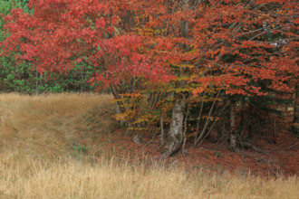 France, Gard(30) Cévennes, massif du Mont Lozère, les Sorbiers ont rougis avec l'automne  / France,