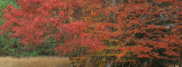 France, Gard(30) Cévennes, massif du Mont Lozère, les Sorbiers ont rougis avec l'automne  / France,