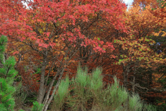 France, Gard(30) Cévennes, massif du Mont Lozère, les Sorbiers ont rougis avec l'automne  / France,
