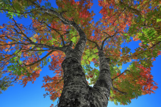 France, Gard(30) Cévennes, Sorbier en automne vue au pied de l'arbre en contreplongée / France,