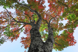 France, Gard(30) Cévennes, Sorbier en automne vue au pied de l'arbre en contreplongée / France,