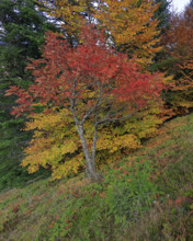 France, Gard(30) Cévennes, massif du Mont Lozère, les Sorbiers ont rougis avec l'automne  / France,