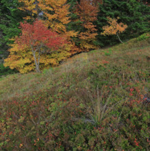 France, Gard(30) Cévennes, massif du Mont Lozère, les Sorbiers ont rougis avec l'automne  / France,