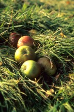 France, Normandie, calvados, pommes a cidre, pays d'auge,