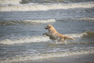 France, Normandie, calvados, cote fleurie, trouville sur mer, plage, scene de plage, chien golden retriever dans l'eau, vagues,