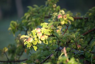 France, Basse Normandie, calvados, pays d'auge, pommier, verger, fruits a cidre, branche,