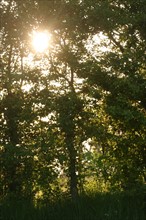 France, Basse Normandie, calvados, pays d'auge, soleil ay travers de branches, haie, bocage, arbres,