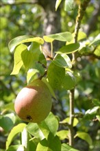 France, Basse Normandie, calvados, pays d'auge, poire, poirier, verger, arbre fruitier,