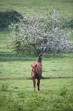 France, Basse Normandie, calvados, pays d'auge, chevaux aux environs de beuvron en auge, pre, herbe, pommier fleuri, elevage, cheval,