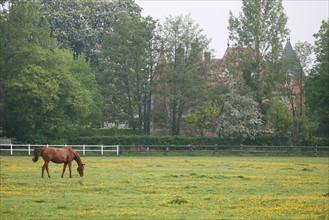 France, Basse Normandie, Calvados, pays d'auge, chevaux aux environs de beuvron en auge, pre, herbe, elevage, cheval, victot ponfol