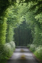 France, Normandie, Calvados, pays d'auge, chemin a grandouet, route de campagne, arbres,