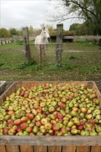 France, Basse Normandie, Calvados, fierville Bray, ferme des 5 autels, jean rene Pitrou, agriculture biologique - reseau bienvenue a la ferme, pommes dans pallox, cheval blanc,