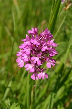 France, Haute Normandie, eure, les andelys, flore des hauteurs de chateau gaillard, orchidee sauvage