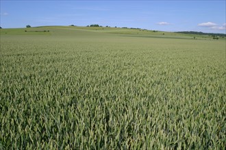 France, Haute Normandie, eure, agriculture, champs cultives, ble vert, cereales, environs de pacy sur eure,