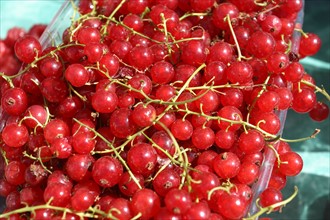 France, Haute Normandie, eure, cormeilles, groseilles, fruits rouges, dimanche d'ete du marche campagnard