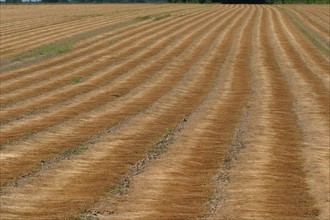 France, Haute Normandie, agriculture, liniculture, lin en phase de rouissage, tiges au sol,