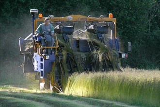 France, Haute Normandie, eure, agriculture, arrachage du lin pres de Lieurey, liniculture, tiges au sol,