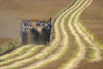 France, Haute Normandie, eure, agriculture, arrachage du lin pres de Lieurey, liniculture, tiges au sol,