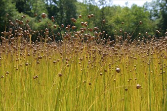 France, agriculture