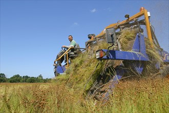 France, Haute Normandie, eure, agriculture, arrachage du lin pres de Lieurey, liniculture, tiges au sol,