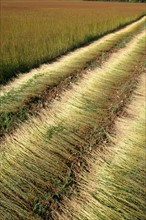 France, Haute Normandie, eure, agriculture, arrachage du lin pres de Lieurey, liniculture, tiges au sol,