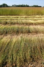 France, agriculture