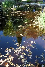 France, Haute Normandie, eure, bernay, jardin public, bassin, feuilles mortes, reflet,